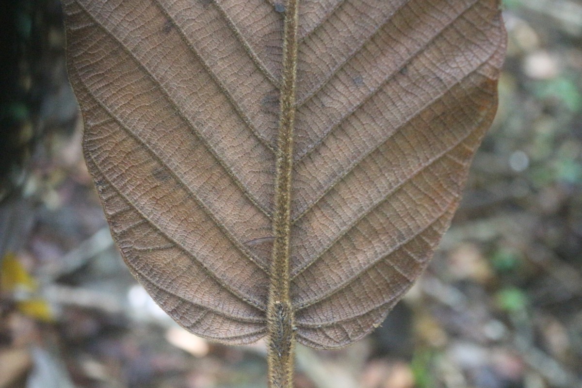 Dipterocarpus hispidus Thwaites